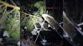 C3 Corvette Crashed Into Trees By Drunk Canadian