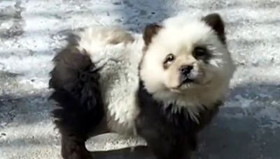 Zoo dyes dogs to look like baby pandas