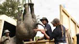 Zimbabwe moves 2,500 wild animals due to climate change