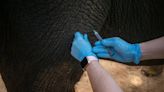 First Asian elephant vaccinated in fight against deadly herpes virus