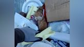 Good News: Sanitation worker saves the lives of three kittens