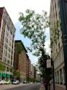 Washington Avenue Historic District (St. Louis, Missouri)