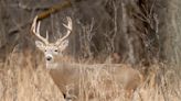 Game and Fish to offer fewer North Dakota deer licenses in 2024