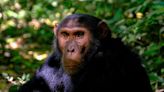 Les chimpanzés sont-ils capables de parler ? Oui, à en croire ces vidéos