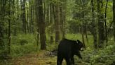 Lab sequences rabies in infected black bear
