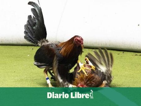 Peleas de gallos, prohibidas en muchos países, pero todavía en auge en remotos pueblos de India