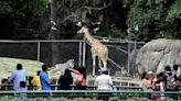 Zoológico de Chapultepec ya tiene emblema