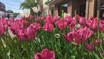 'THE TULIPS HAVEN'T MADE IT' | Tulip Time organizers share update on festival