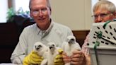 Three peregrine falcons banded at the Racine County Courthouse