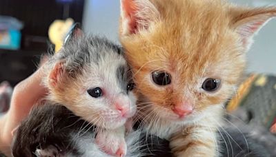 La lucha por la vida: Grimes, el gatito guerrero que nació con una oreja