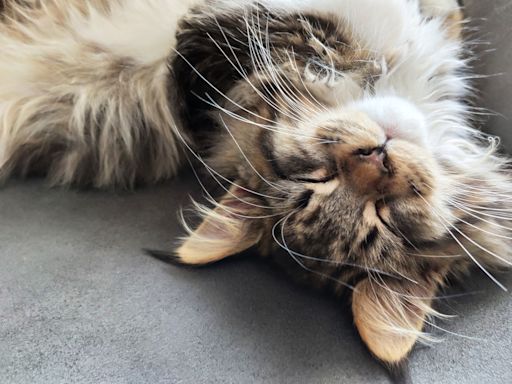 Maine Coon Cat Loves Snuggling Up for Road Trips Just Like a Kid