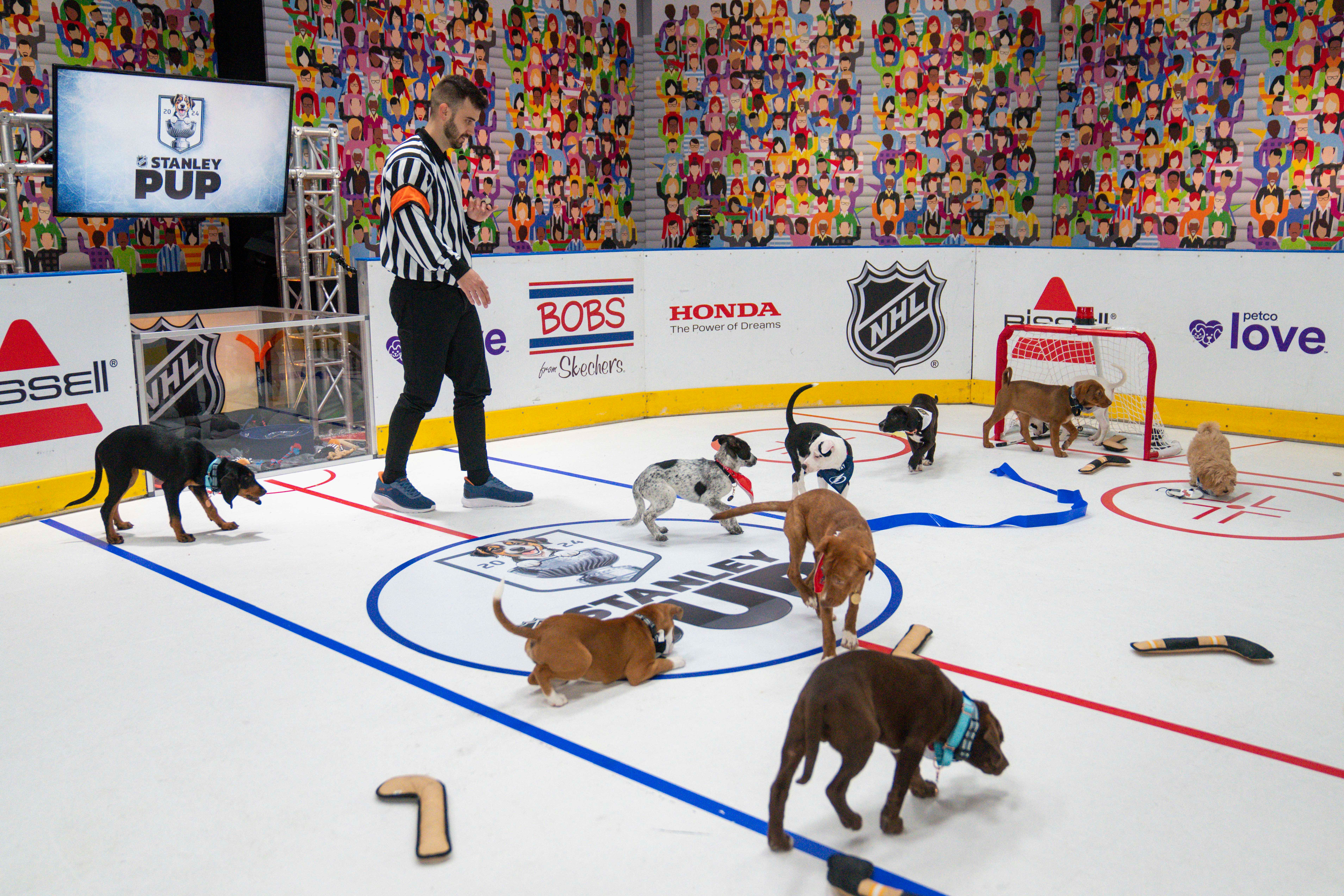 Rescue pups battle for 'wagging' rights in 'Stanley Pup' series ahead of NHL finals