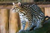 Ocelot