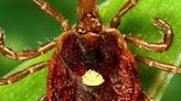 Consumer Reports | How to protect yourself from the lone star tick