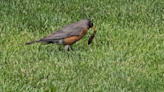 Video: Watch bird eat Mormon cricket