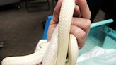 'He is stunning.' MS wildlife rehabber nurses battered, rare white snake back to health