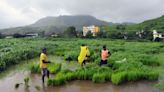 India’s Crops Set for Higher Rainfall Over Remainder of Monsoon