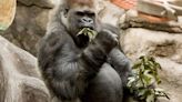 St. Louis Zoo announces death of gorilla