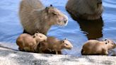 Metro Richmond Zoo welcomes 3 capybaras