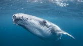 Idelisa Bonnelly, la madre de la conservación del Caribe que dedicó su vida a proteger los océanos y las ballenas jorobadas