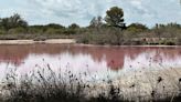 La Albufera de Valencia vuelve a teñirse de rosa por las altas temperaturas