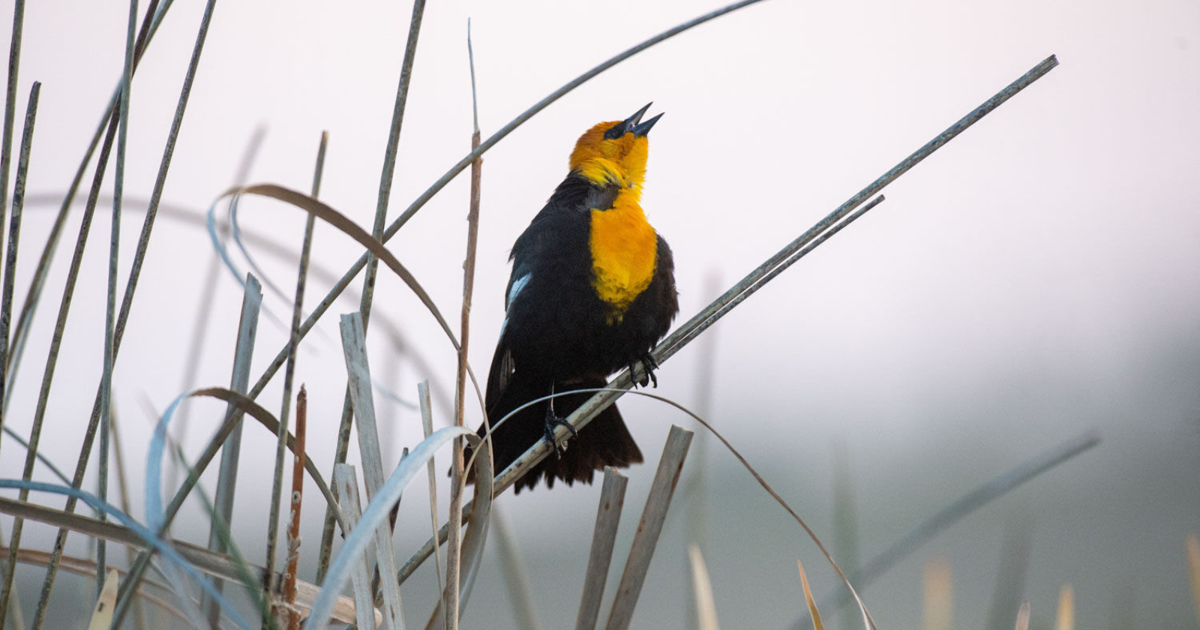 Celebrate bird month in Nebraska with all kinds of fun activities