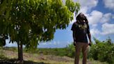 Rastafari gain sacramental rights to marijuana in Antigua and Barbuda, celebrate freedom of worship