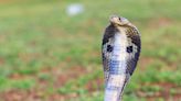 Nearly 30 Cobras Emerge from Sweet Shop in Bihar's Kishanganj District - News18