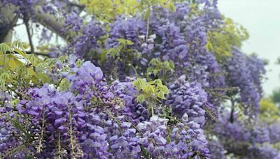 感受紫色山城浪漫！嘉義紫藤花季延長至4/30