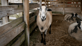 Felix, Columbus Zoo’s cherished blackbelly sheep, euthanized at 14