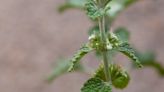 Wildflowers or weeds? Some invasive plants have storied histories