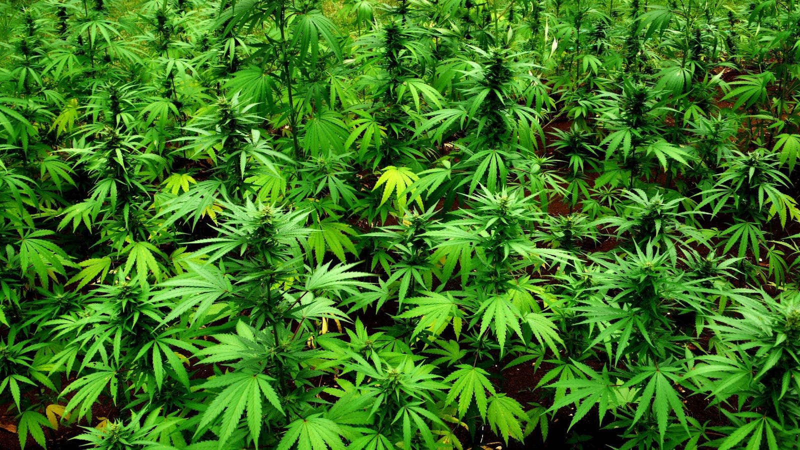 The U.S. Federal Government Plans To Reclassify Marijuana From A Schedule I To Schedule III Drug. Here Are The...