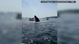 Caught on camera: Whale breaches and lands on boat off Mass. coast