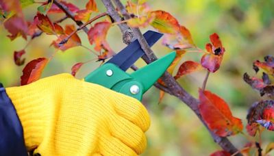 Monty Don shares four plants to prune in July for a healthy garden this summer