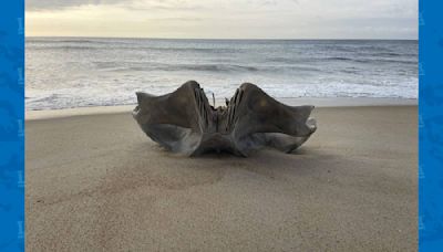 Enorme cráneo de criatura de 40 toneladas aparece en las playas de Carolina del Norte: ¿Qué es?