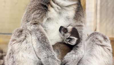 Baby lemur joins Potter Park Zoo troop