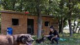 Turkey's plan to get stray dogs off streets touches raw nerve