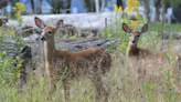 DEC urges residents to respect wildlife by leaving young animals alone