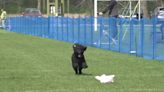 Janesville Beloit Kennel Club holds Fast CAT event for area dogs