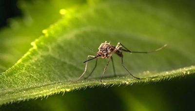 Sagunt informará sobre el innovador tratamiento contra el mosquito tigre