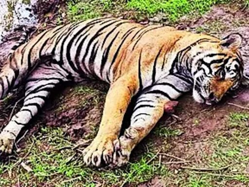 Ranthambore Tiger T-58 Viscera Sent for Toxicology Test | Jaipur News - Times of India