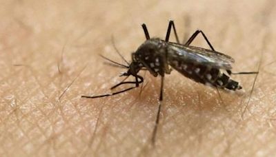 Zika alert: Pune civic body finds 214 mosquito breeding spots in three ward office areas