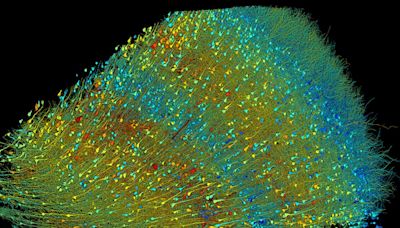 Harvard et Google ont cartographié le cerveau humain avec une précision inouïe