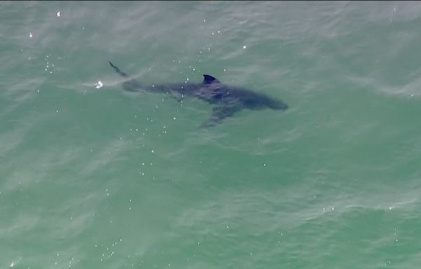 Del Mar closes beaches for swimming and surfing after shark attack
