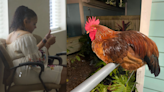 Ex-Mississippi corrections officer who killed Carl the rooster won’t serve jail time