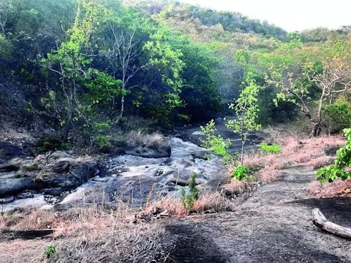 Experts Call for Closure of Gautala Sanctuary Until End of Monsoon Season | Aurangabad News - Times of India