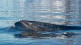 數十年來首見 長鬚鯨身影重現世居南極覓食地