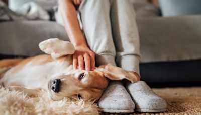 Viraler Doppelgänger: Hund sieht aus wie Will Ferrell