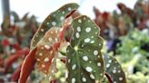 Angel Wing Begonias Are the Underrated Plant Everyone Should Grow