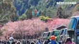 武陵櫻花祭盛開登場 「粉紅櫻王」宛如粉紅瀑布羅曼蒂克氣氛滿點